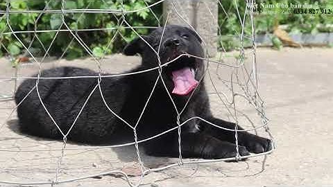 SIÊU PHẨM CỘC ĐEN ĐỰC, NẶNG GẦN 4 KG - Chó H