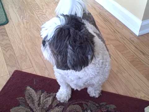 shih tzu whining shih tzu kerbee sue fattycakes shih tzu whining shih tzu kerbee sue fattycakes