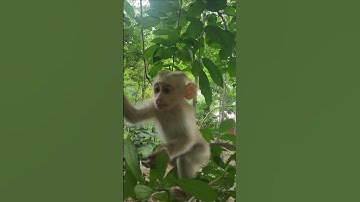 lovely beautiful monkey #shorts #shortsfeed #animals #monkey #cute
