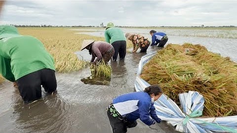 lúa ngập nước nông dân cắt lúa tai đặp ra bán 3K 10000 quá rẻ # mientaytv 