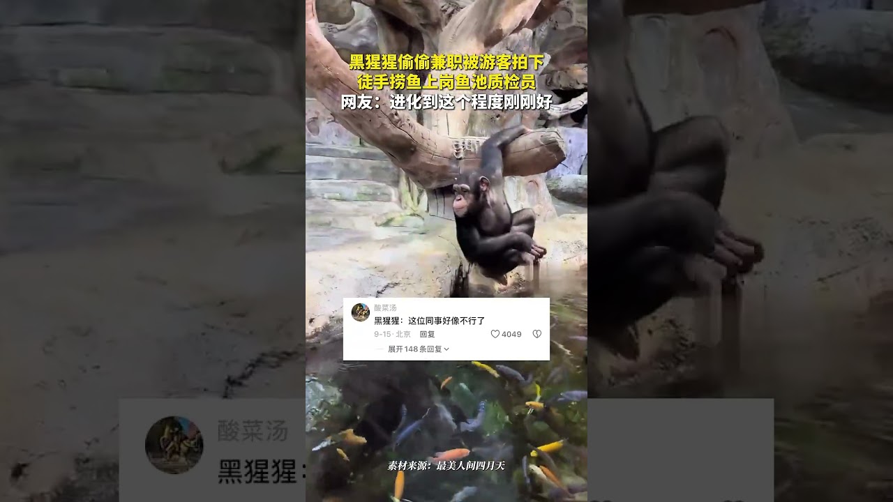 黑猩猩偷偷兼職被遊客拍下 徒手撈魚上崗魚池質檢員 網友：進化到這個程度剛剛好