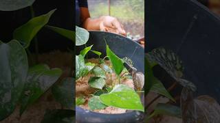 Let's make sand compot 🤩😍 #anthurium #garden #gardenplants #bankok #nature #holland #love #trending