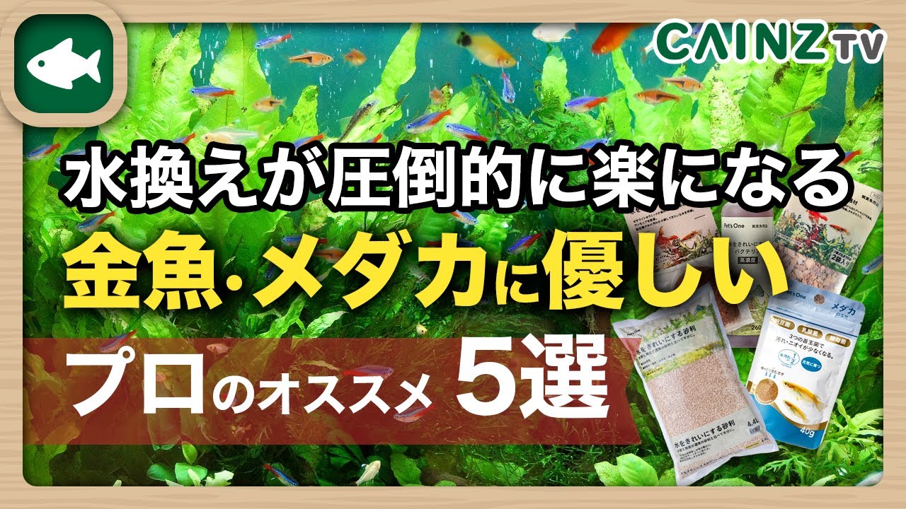 金魚アクアリウムグッズ 水槽の水替え問題解消 魚の水換えが楽になる 金魚やメダカ飼育に役立つカインズのアクアリウムグッズ5選 プロがお薦め Youtube