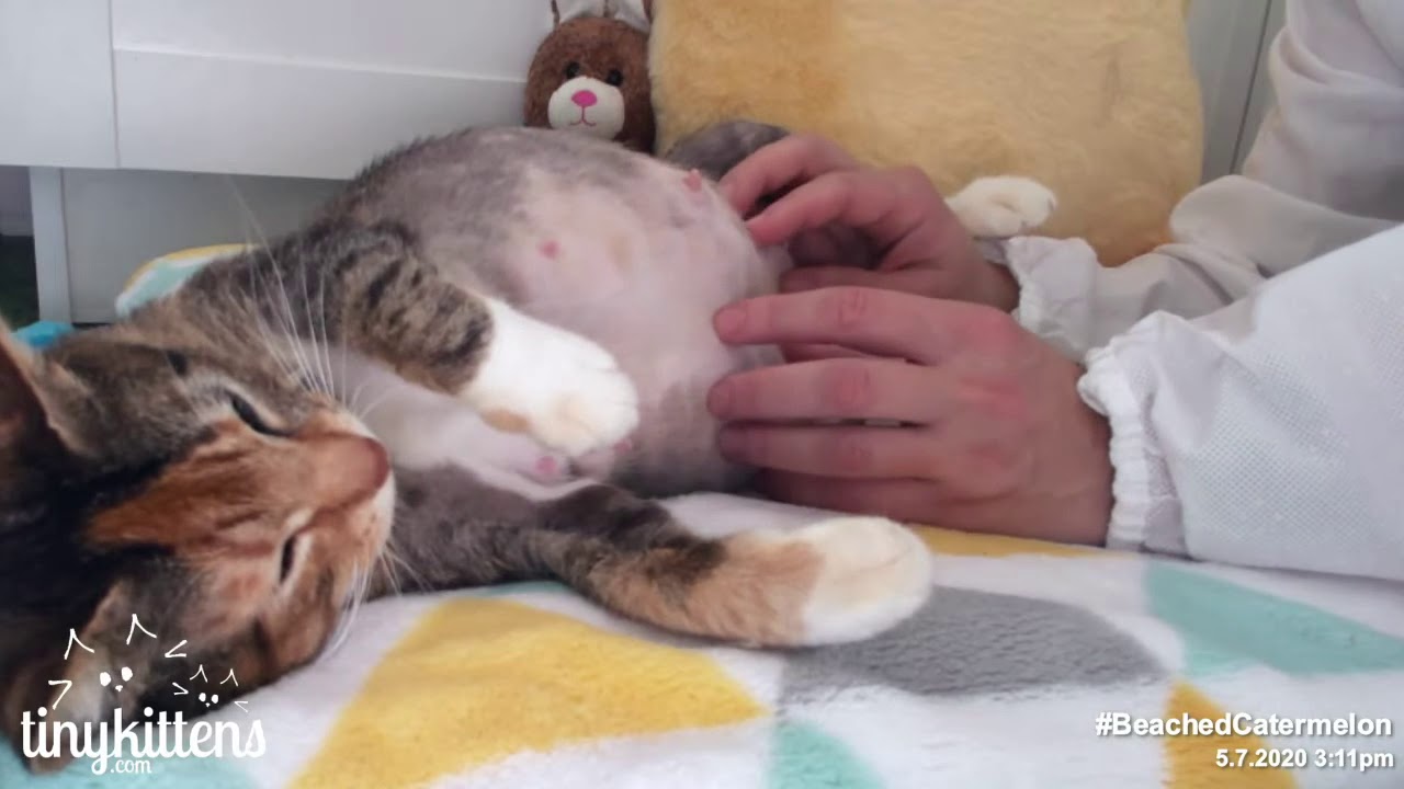 Beached Catermelon Belly Rubs