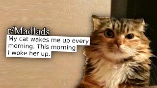 r/Madlads | ABSOLUTE MAD CAT