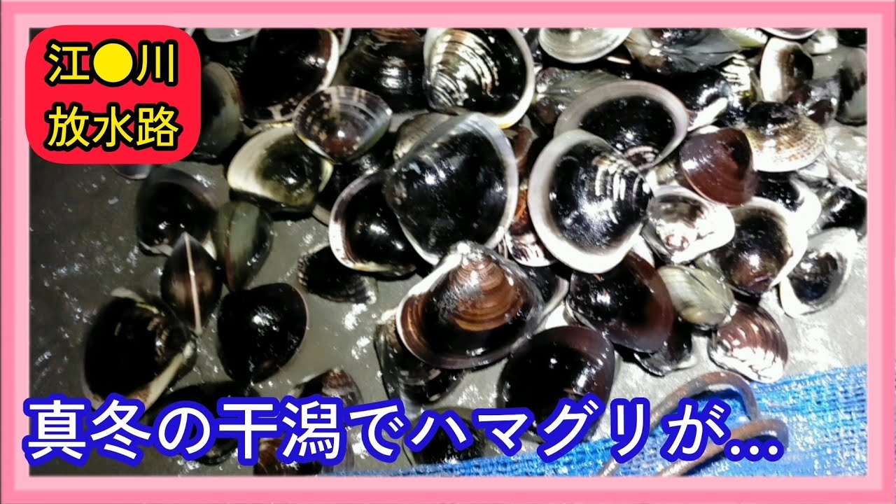 【寒い😫けど】巨大ハマグリ😍を潮干狩りでとる！😵