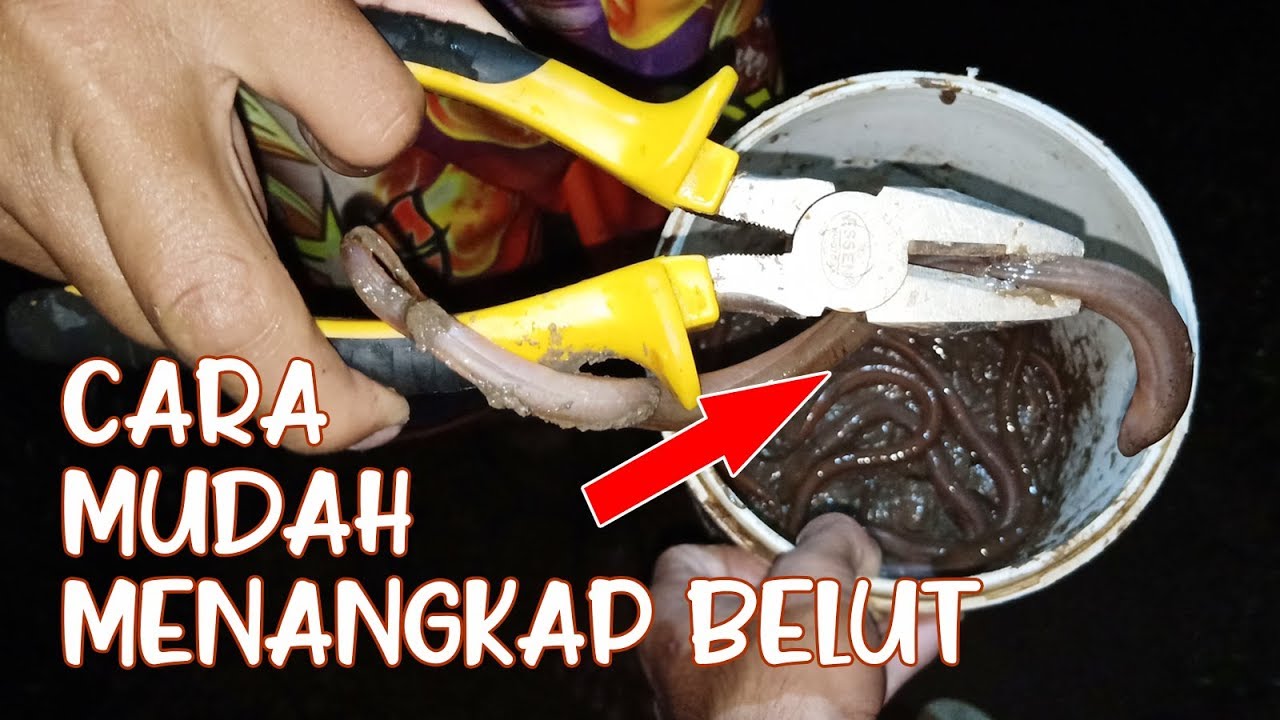 CARA MUDAH MENANGKAP BELUT DI SAWAH !! 