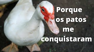 Veja porque os patos me conquistaram