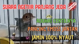 Prenjak Betina Ngetir Panjang Jeda Memanggil Jantan Sautsautan