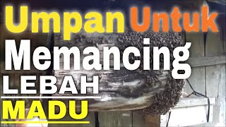 MEMANCING LEBAH MADU LIAR Datang masuk ke kotak DENGAN MADU ATAU GULA apakah bisa?