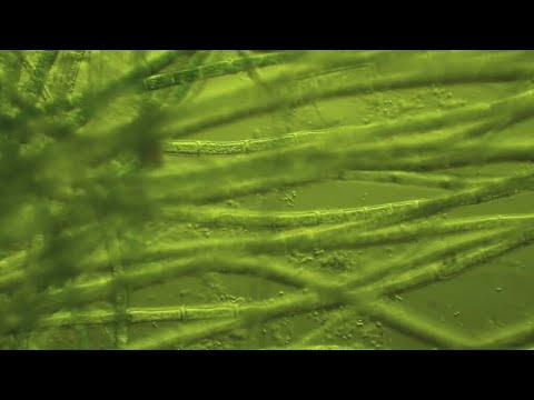 Vidéo: Toutes les efflorescences algales sont-elles nocives ?