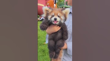 🐼🍎Red Pandas Can’t Resist THIS!  #redpanda #panda
