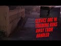 SERVICE DOG IN TRAINING RUNS AWAY FROM HANDLER