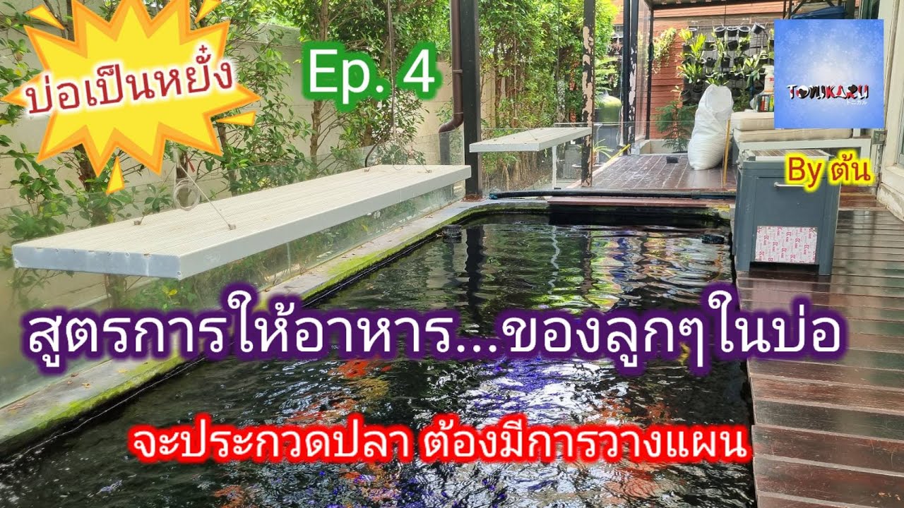 Ep. 19.4 {บ่อ เป็น หยั๋ง} ครูมด : ให้อาหารปลาอย่างไร และ กลยุทธ์ในการเตรียมปลาเพื่อเข้างานประกวด
