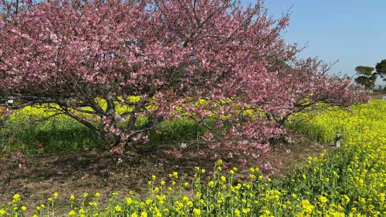 20260223伊良湖菜の花ガーデン