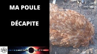 Ma Poule Decapitee Youtube