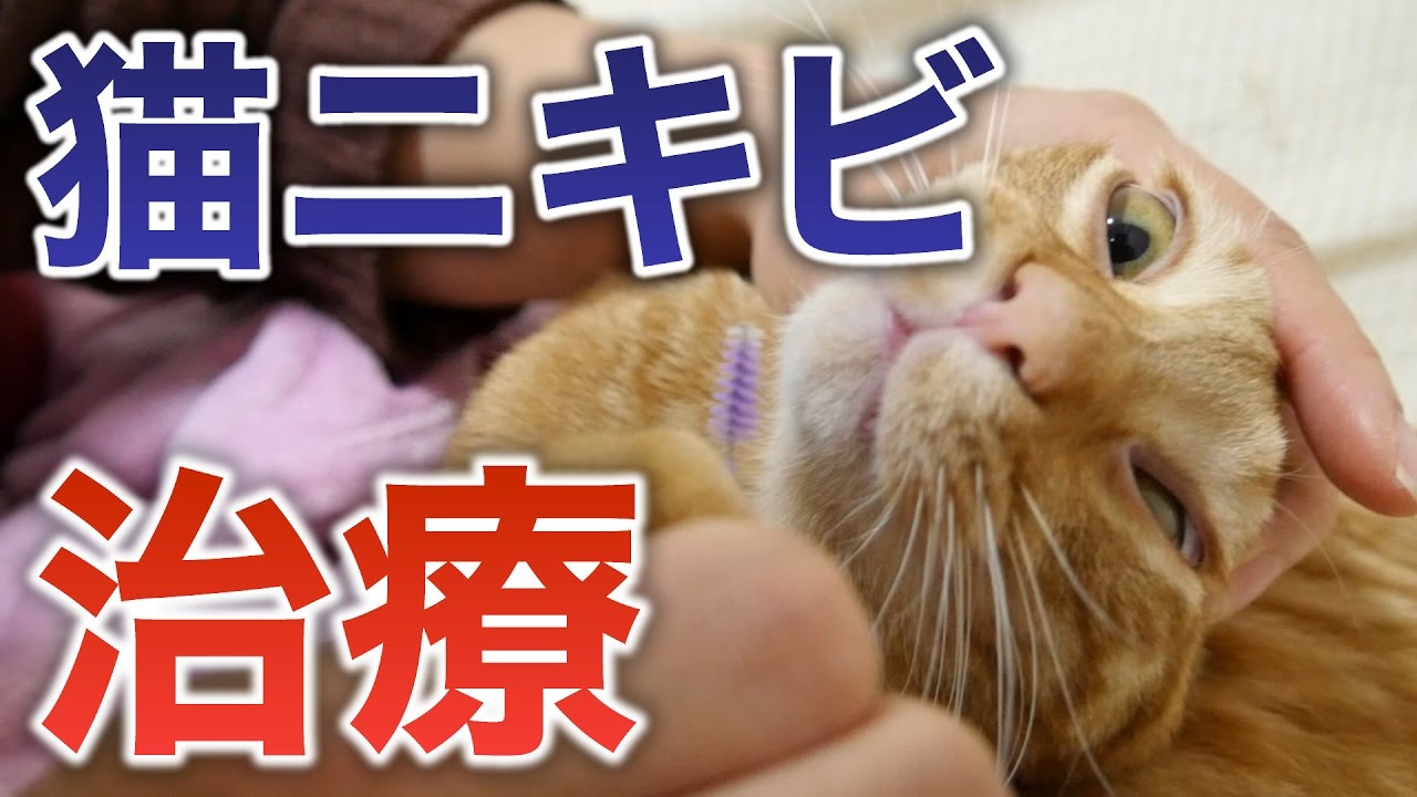 治療 茶トラ猫の茶々に猫ニキビが出来ました 皮膚病 Part2 Youtube