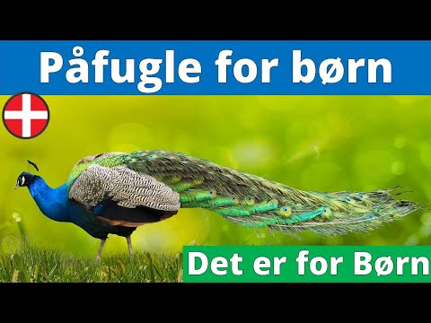 Video: Interessant fakta om papegøjer til børn