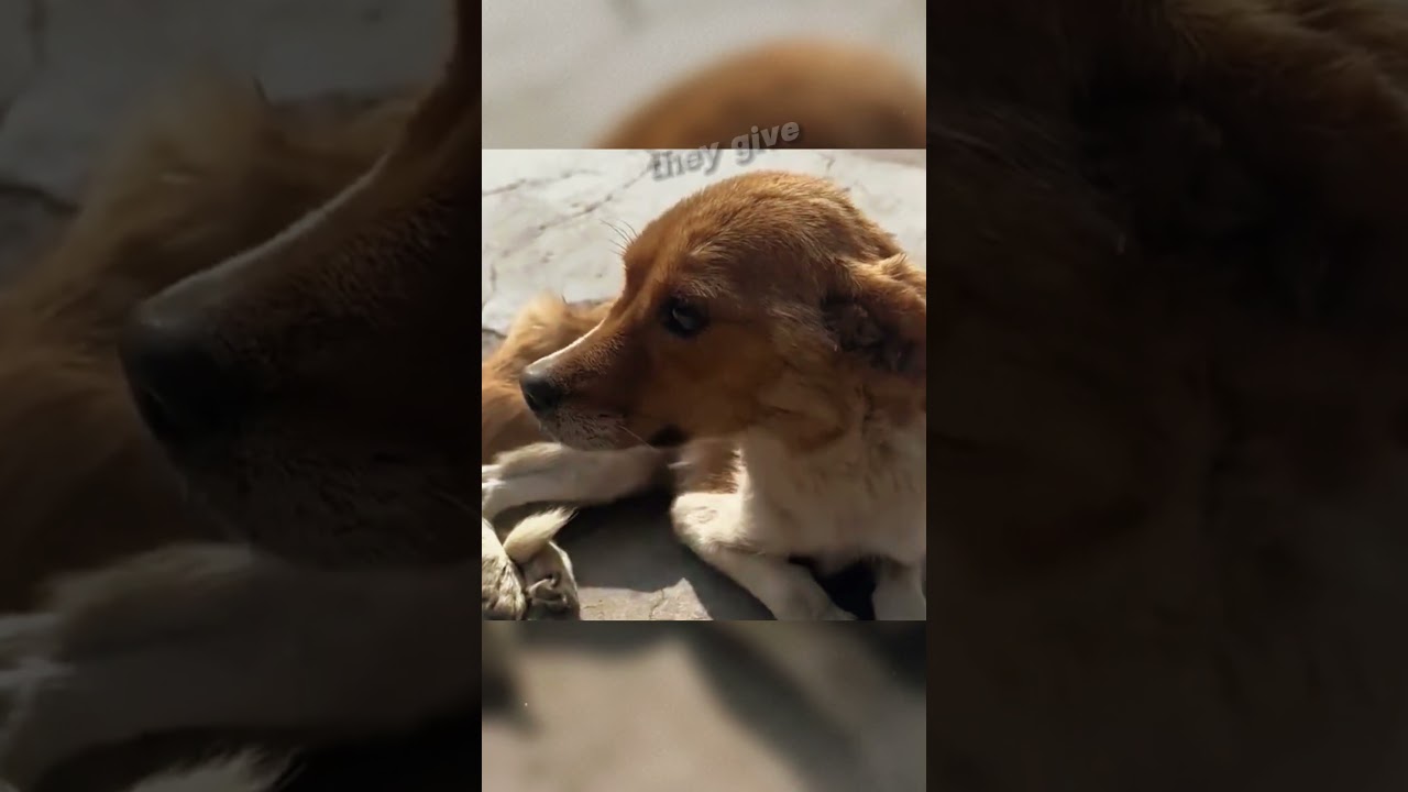 Saving a Hungry and Weak Dog 