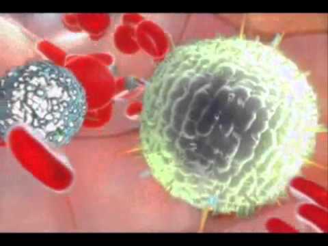 იმუნური სისტემა 1.wmv