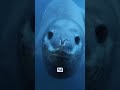la vrai terreur de l’océan, le leopard des mers ! #animaux #ocean #nature #mer