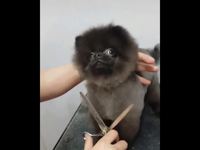 Dog that loves getting his hair cut 