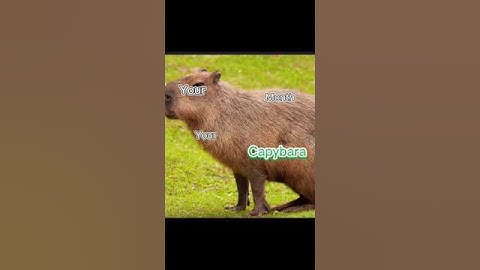 kapibara 💕 #kapibara #shorts #fyp #memes