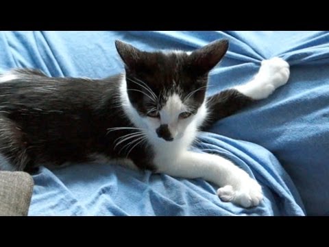 How To Get Your Cat To Stop Scratching The Furniture Youtube