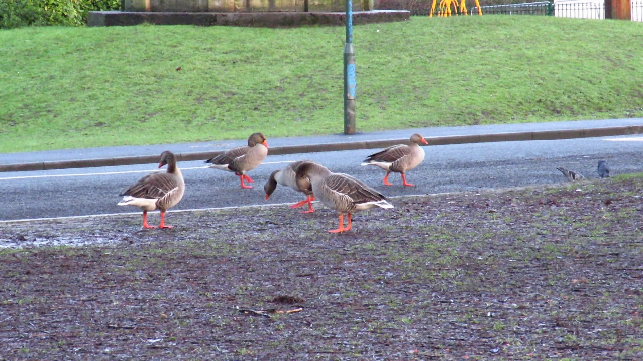 Greylag geese quarrels between pairs