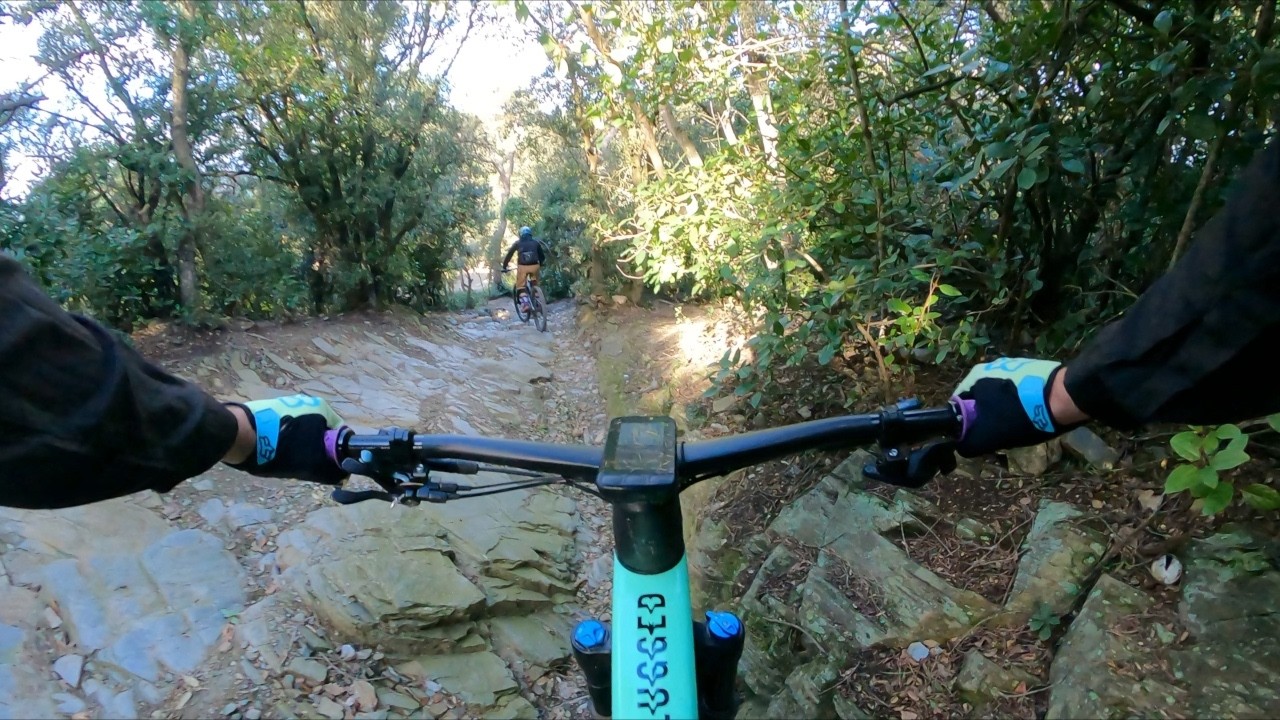 Collserola después de las fuertes ventadas 🌪️​