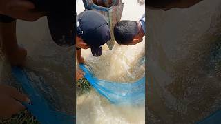 আজ আমরা নেট দিয়ে কি কি মাছ ধরলাম ❤️🐟 (২৬)village fishing video ll best fishing video ll#fishing