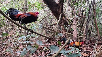 Qaib f1 seej zoo nkauj Dib qaib qu tuaj zoo tiagg li nawb