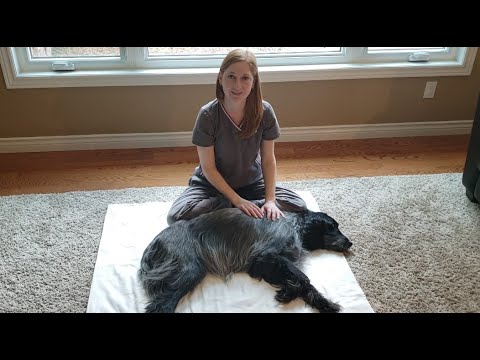 Videó: Bemutatjuk az új kutyát a Multi Dog háztartásba