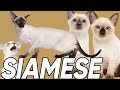 6 Facts You Didn't Know About the Siamese Cat! の動画、YouTube動画。