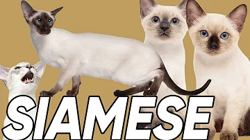 Why do all Siamese cats have blue eyes?