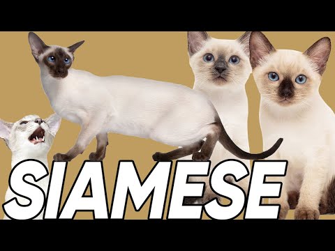 Video: 60 Sassy Siamese Cat Cat