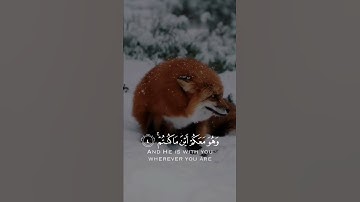 شريف مصطفى سورة الحديد