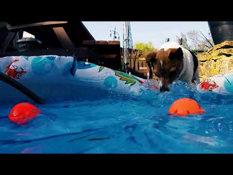 Minnie the jack Russell loves the paddling pool