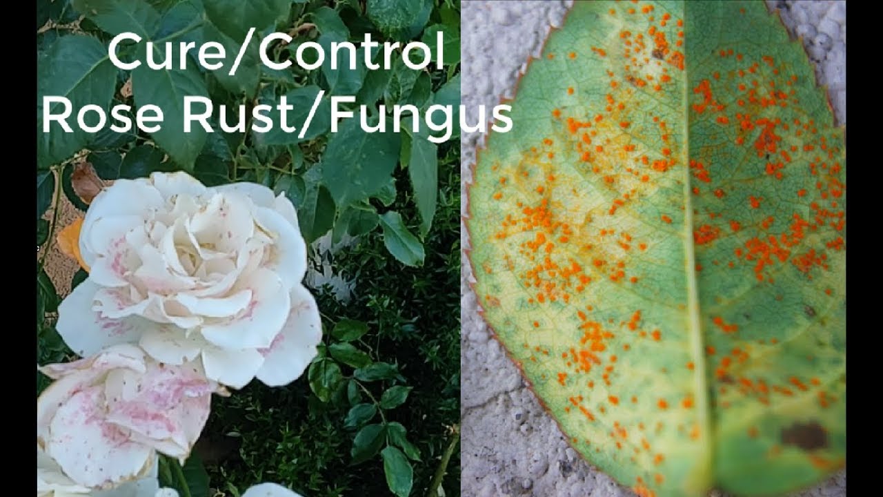 How to identify, prevent & treat rose rust - Plantura