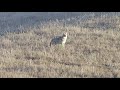 Predator Hunt Ep 5: 22 Nosler Hammers Six Coyotes Suppressed