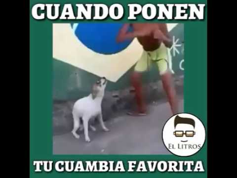 El perro baila - YouTube