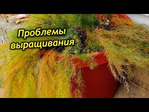 Профилактика и лечение основных заболеваний аспарагуса.