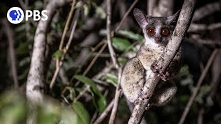 Tiny Bush Baby Hunted by Dangerous Genet