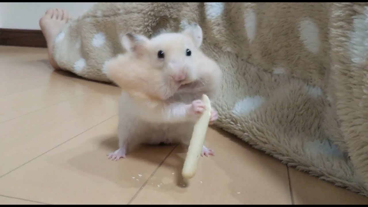 食べるのに夢中になりすぎた結果が笑える おもしろ可愛いハムスターthe Result That Funny Hamsters Got Hooked On To Eat Dougabu