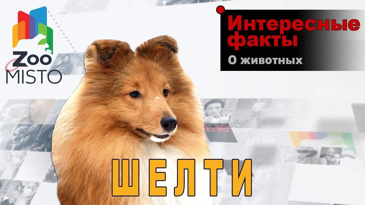 Шелти - Интересные факты о породе  | Собака породы шелти
