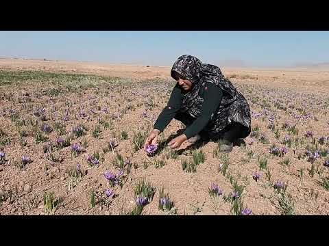برداشت گل زعفران از مزارع شهرستان زاوه مورخه ۲۵ ۷ ۱۴۰۴