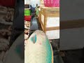 Parrot fish   shorts parrotfish parrotfishes fishmarket fishcutting
