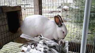 Baby Rabbits, Nesting Boxes