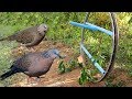 Awesome Quick Bird Trap Using PVC and wheel - How To Make Bird Perch Snare Traps With PVC Work 100%