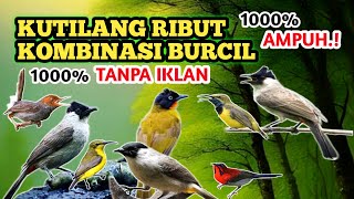 Suara kutilang ribut kombinasi burcil tanpa iklan